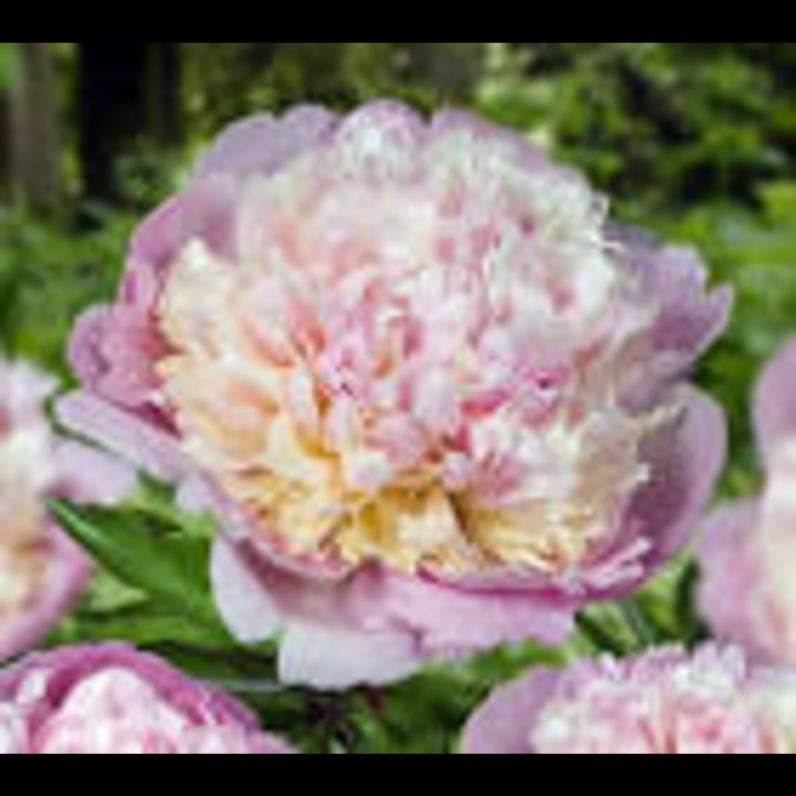 Madame Calot Peony